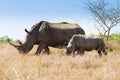 White rhinoceros with puppy, South Africa Royalty Free Stock Photo